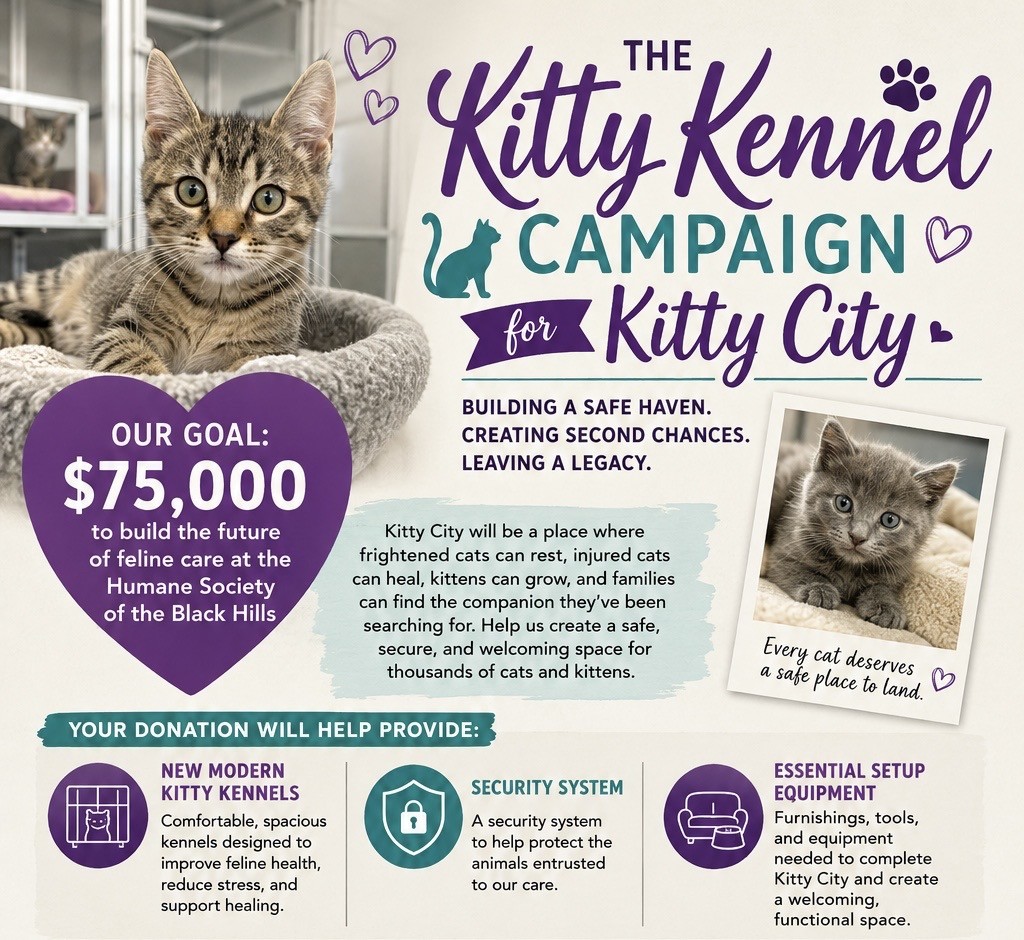 KittyKennelCampaign.jpg